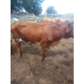 Cow